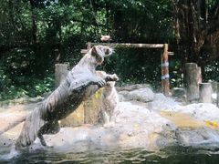 -广州长隆野生动物世界