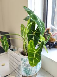 点击看大图 -安那般那皮肤年轻化ANAPANA
