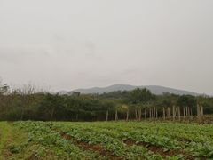 -武汉开心果园农业发展有限公司