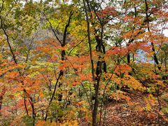 -天女山森林公园