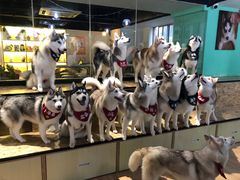 -Husky Go! 哈士奇体验馆·宠物咖啡厅狗咖