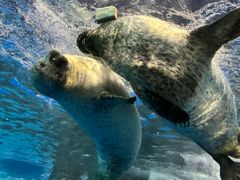 -上海海洋水族馆