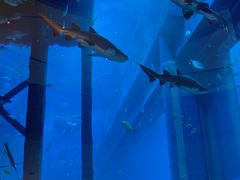 -迪拜水族馆及水下动物园