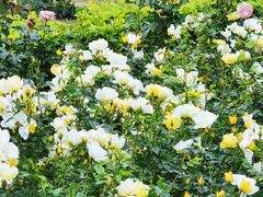 -人民公园(罗湖区)