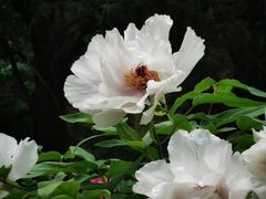-国家植物园