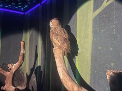-广州长隆飞鸟乐园