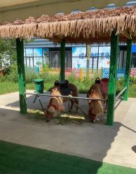 -萌宠亲子动物乐园(槐房万达店)