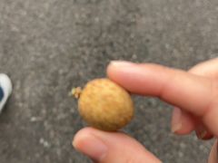 -张坝桂圆林公园