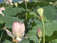-荔湾湖公园