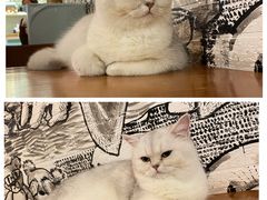 -猫小院猫主题餐厅(三里屯店)