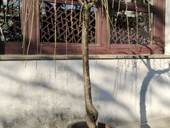 -拙政园