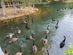 -长白岛森林公园