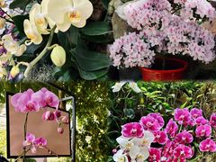 -中国科学院华南植物园
