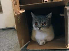 -猫色咖啡·猫咖