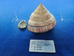 -贝壳王国博物馆