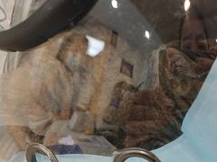 -宠颐生宠物医院·心肾内科·猫专科诊疗中心宠巢店