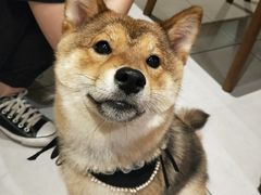 -柴务处·柴犬主题狗咖