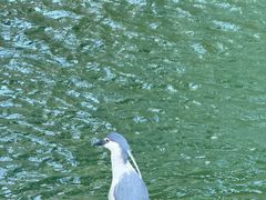 -香港皇家太平洋酒店