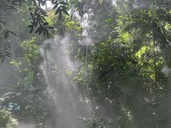 -西双版纳原始森林公园
