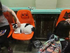 -猫咪博物馆(顶澳仔猫街店)