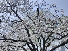 -鸡鸣寺