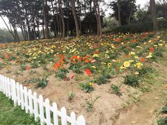 iphone_upload_pic-松山湖梦幻百花洲