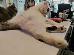 -平行世界·猫咖(首经贸店)