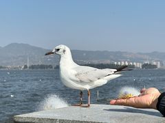 -海埂大坝