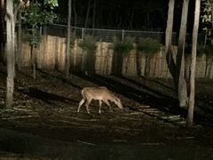 -清迈夜间动物园