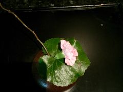 -王家渡火锅店(棕榈泉店)