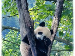 -卧龙中华大熊猫苑神树坪基地