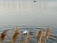-盐城丹顶鹤湿地生态旅游区