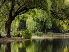 -上海共青森林公园