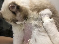 -御宝贝·A梦猫科宠物医院(国际猫友好医院)
