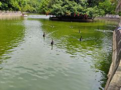 -广东茂名森林公园