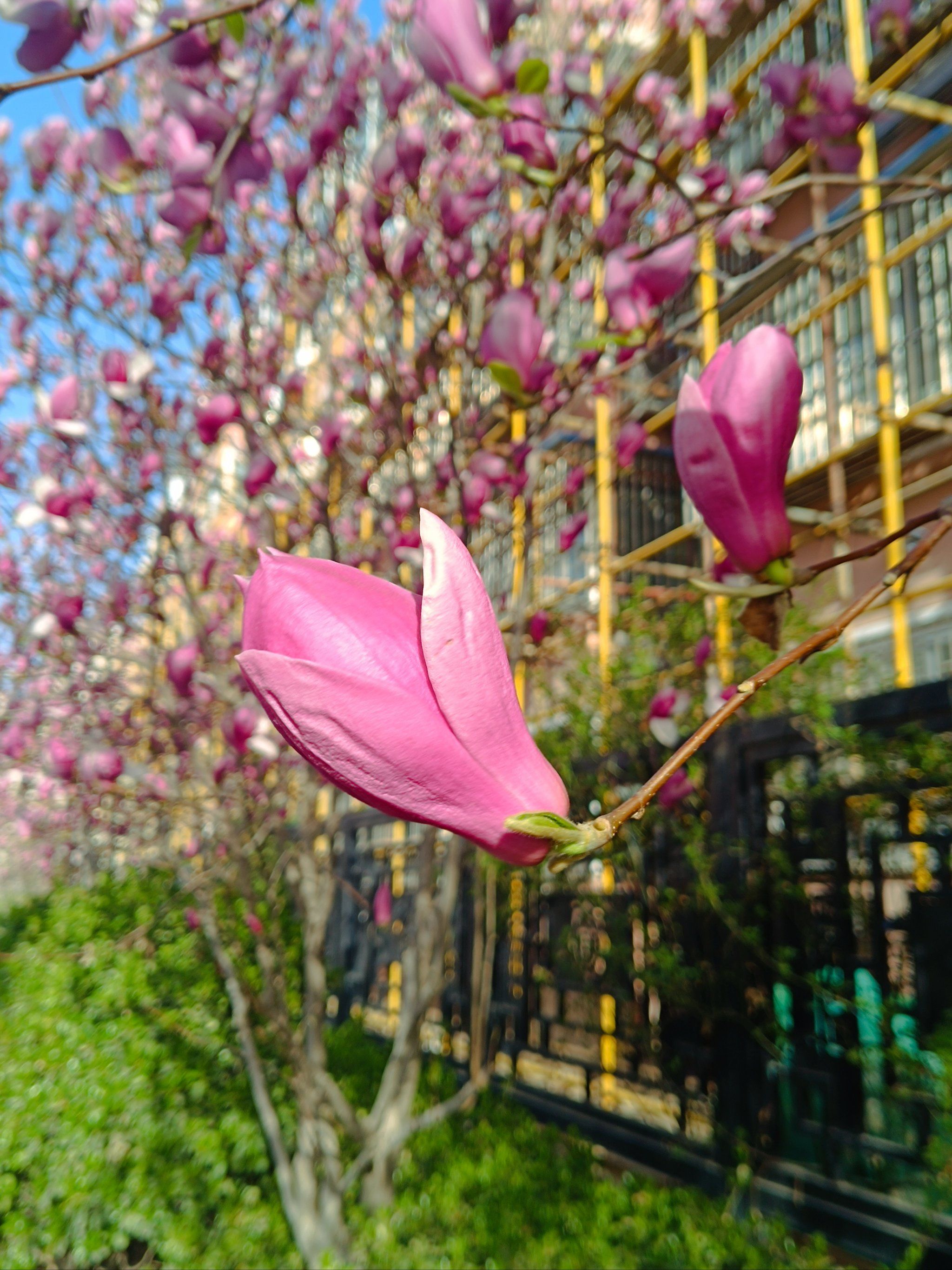 玉兰花开,玉树临风