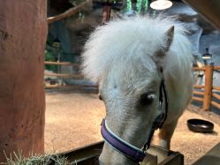 -Zoolung Zoolung动物主题公园(海信广场店)