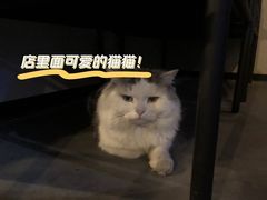 -Mr.Fox狐狸先生超级密室(南山店)