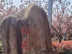 -高东镇樱花园