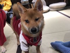 -逗柴咖啡屋·狗咖猫咖宠物桌游