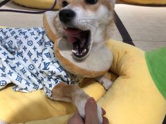 -逗柴咖啡屋·狗咖猫咖宠物桌游