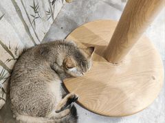 -楼上猫咖(罗湖店)