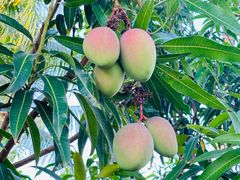 -三亚亚龙湾金棕榈度假酒店