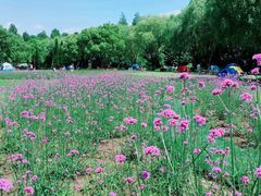 -上海滨江森林公园