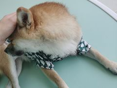 -怪兽屋·羊驼·猫咖·狗咖(俊华广场店)