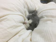 -屋虎猫馆(宝安大仟里店)