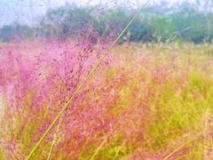 -桤木河湿地公园