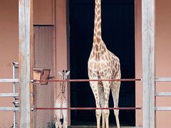 -青岛森林野生动物世界