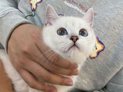 -lincat·猫舍(广州店)