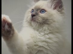 -lincat·猫舍(广州店)